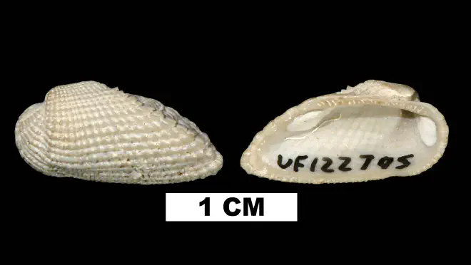 Photograph of Acar domingensis from the Middle Pleistocene Bermont Formation of Palm Beach County, Florida (UF122795).
