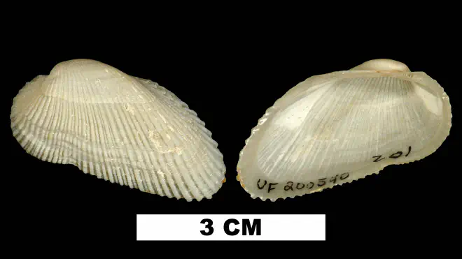 Photograph of Acar domingensis from the Middle Pleistocene Bermont Formation of Palm Beach County, Florida (UF 200540).