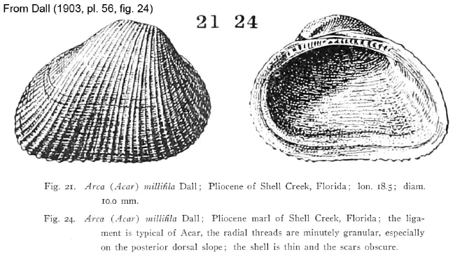 Illustration of Acar millifila from Dall (1903).