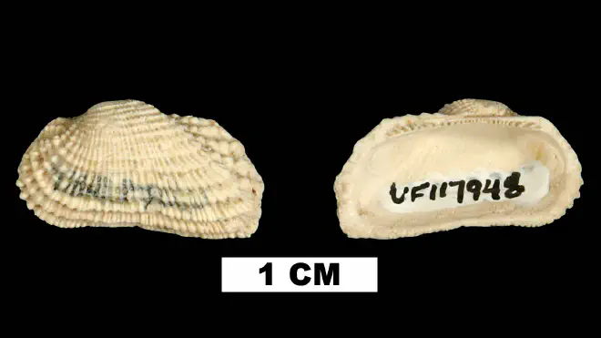 Photograph of Acar reticulata from the Early Miocene Chipola Fm. of Calhoun County, Florida (UF 117948).