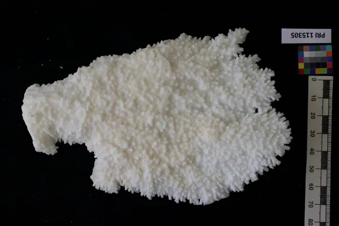 Photograph of Acropora palmata from the XXXX Formation of XXXX (PRI 115305, specimen 2).