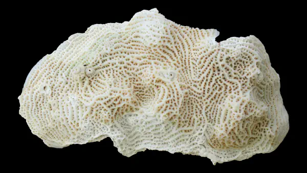 Agaricia agaricites