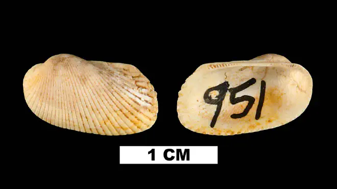 Photograph of Anadara acompsa from the Early Miocene Chipola Fm. of Calhoun County, Florida (UF 95209).