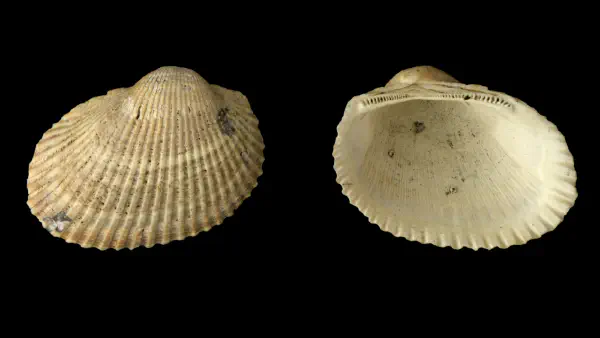 Anadara aequicostata