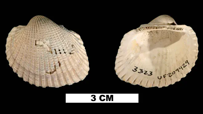 Photograph of Anadara alumensis (UF209429).