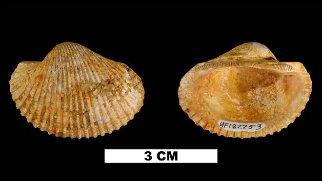 Photograph of Anadara aresta (UF 182253).