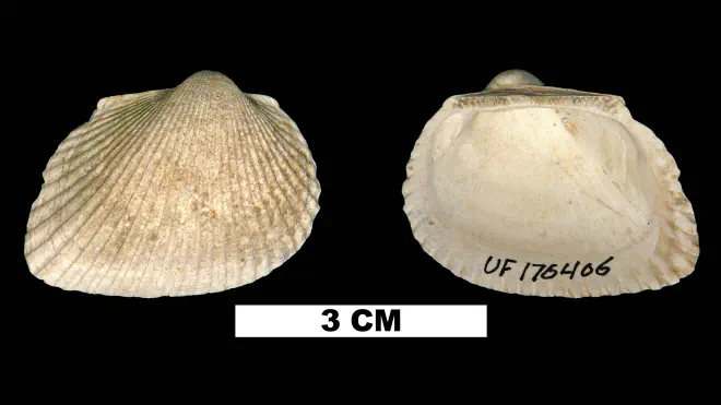 Photograph of Anadara callicestosa (UF 176406).