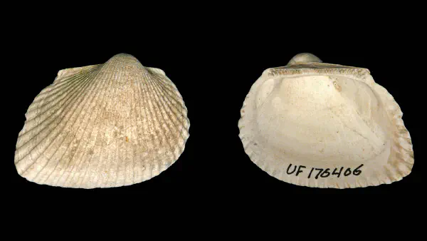 Anadara callicestosa