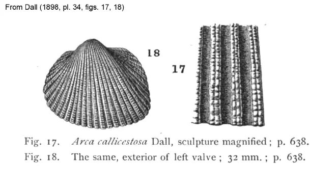 Drawing of Anadara callicestosa from Dall (1898).