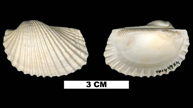 Photograph of Anadara campsa (UF 144954)