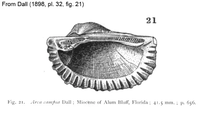 Drawing of Anadara campsa from Dall (1898).