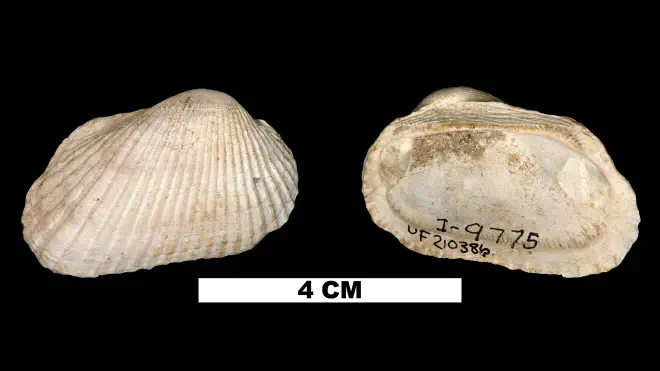 Photograph of Anadara campyla (UF 210386).