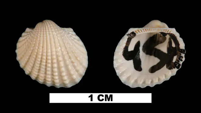 Photograph of Anadara cardioides (UF 104839).