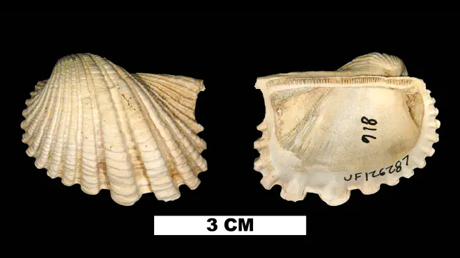 Photograph of Anadara crassicosta (UF 126287).