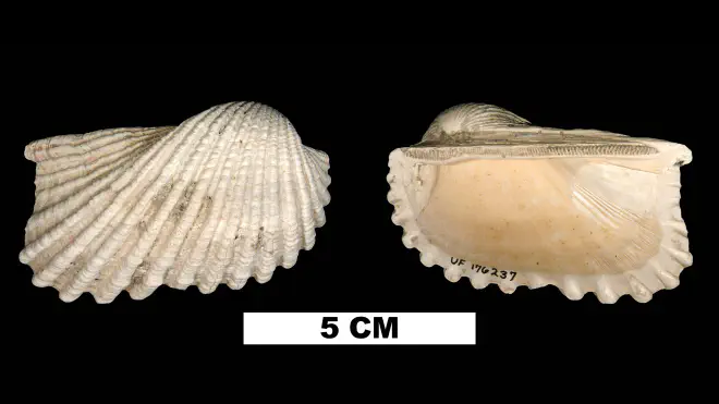 Photograph of Anadara hoerleae (UF 176237)