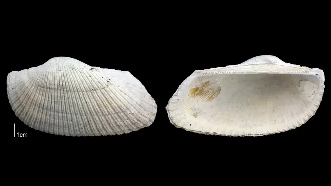 Photograph of Anadara lienosa (PRI 70070).