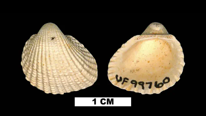 Photograph of Anadara megerata (UF 99760).