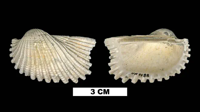 Photograph of Anadara notoflorida (UF 9588).