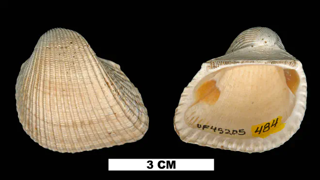 Photograph of Anadara santarosana (UF 45205).