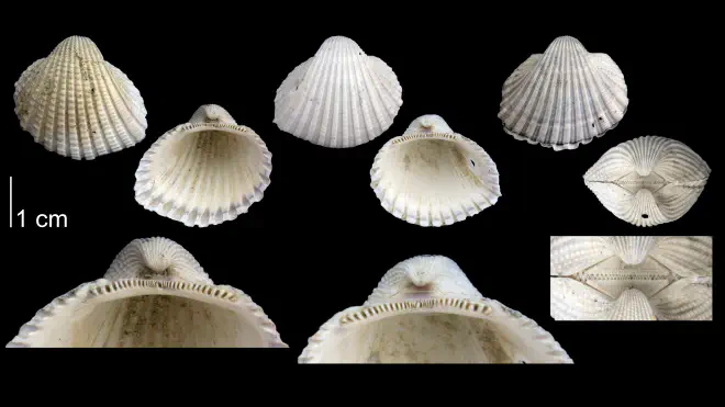 Photographs of Anadara scalarina (PRI 70061 and PRI 70089).