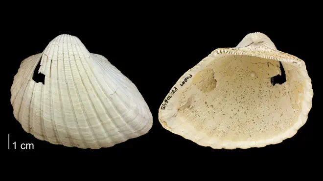 Photograph of Anadara scalarina (PRI 70645).