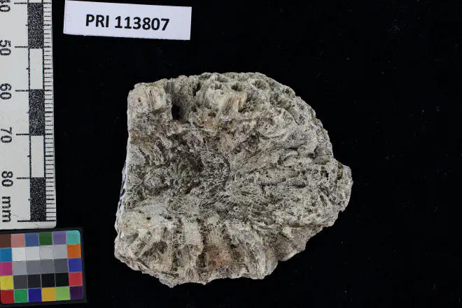 Photograph of Antiguastrea cellulosa from the XXXX Formation of XXXX (PRI 113807, view 2).