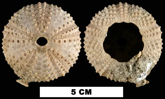 Photograph of fossil of Arbacia punctulata.