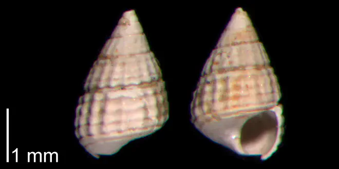 Photograph of fossil of Bittium podagrinum.