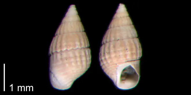 Photograph of fossil of Bittium podagrinum.