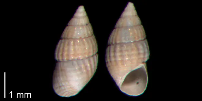 Photograph of fossil of Bittium podagrinum.