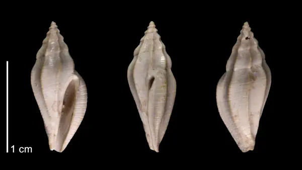 Brachycythara terminula