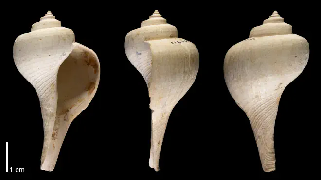 Photograph of Busycon planulatum