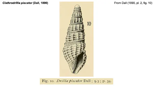 Clathrodrillia piscator