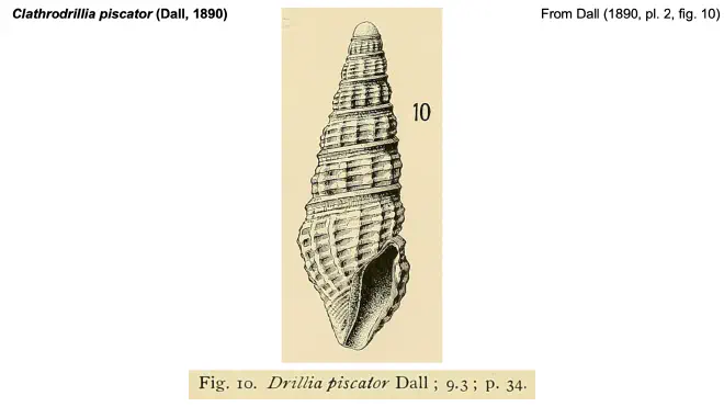 Illustration of Clathrodrillia piscator from Dall (1890).