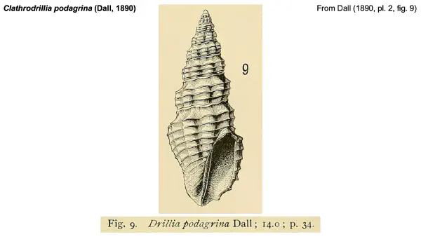 Clathrodrillia podagrina