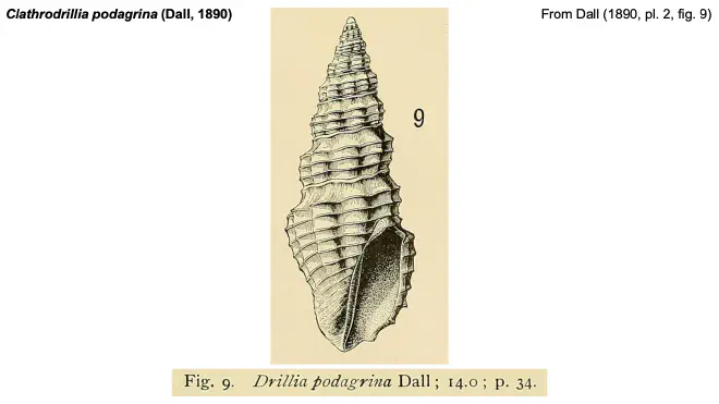 Illustration of Clathrodrillia podagri from Dall (1890).