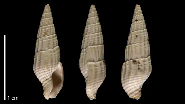 Costoanachis camax