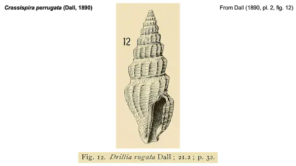 Crassispira perrugata