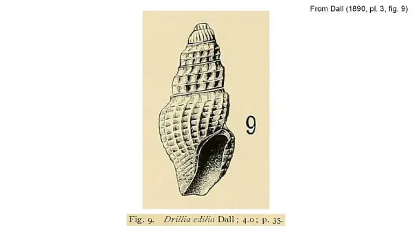 Drillia edilia