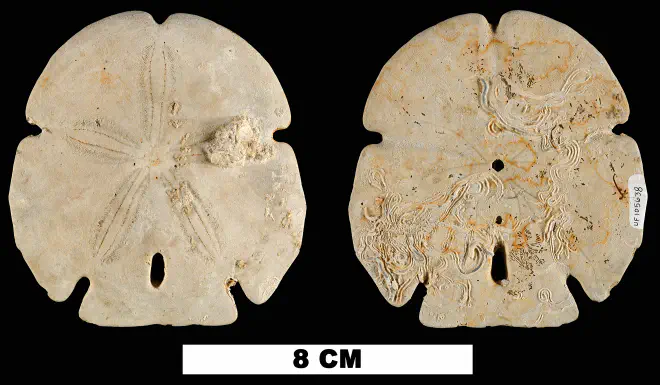 Photograph of fossil of Encope michelini.