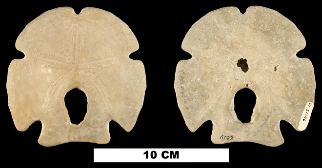 Photograph of fossil of Encope tamiamiensis.