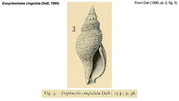 Eucyclostoma cingulata