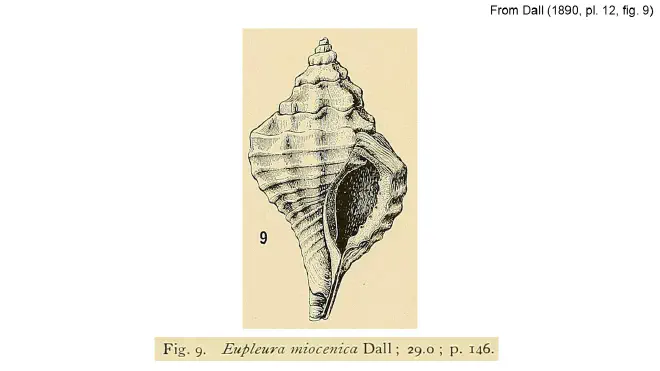 Illustration of Eupleura miocenica