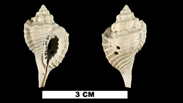 Eupleura miocenica