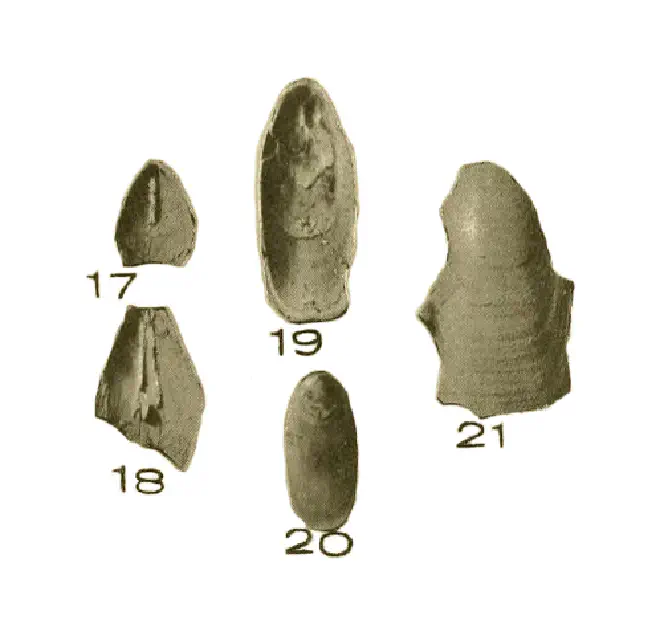 Figure of fossil of Glottidia inexpectans.