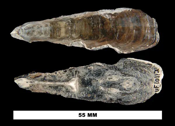 Glottidia inexpectans