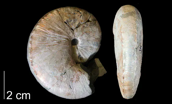 Photograph of Hoploscaphites nicolletii (YPM 53481).