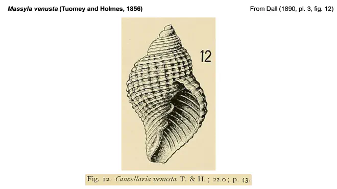 Illustration of Massyla venusta