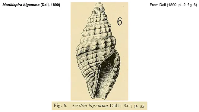 Illustration of Monilispira bigemma form Dall (1890).