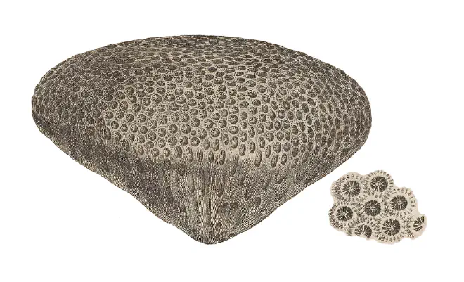 Figure of fossil of Montastraea annularis.